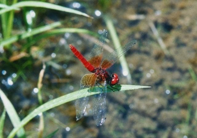 Insect "Hattocho Dragonfly" in Komagane City begins to emerge in early May and can be observed until early September.