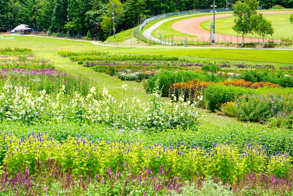 Border garden in the romance area