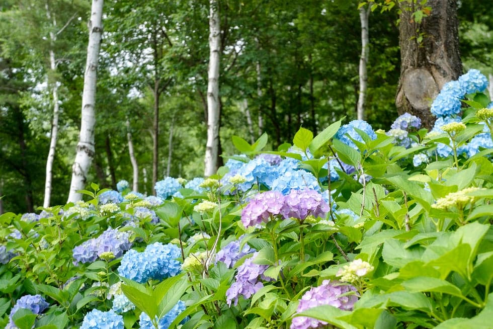 Hydrangea in the Shirakaba area