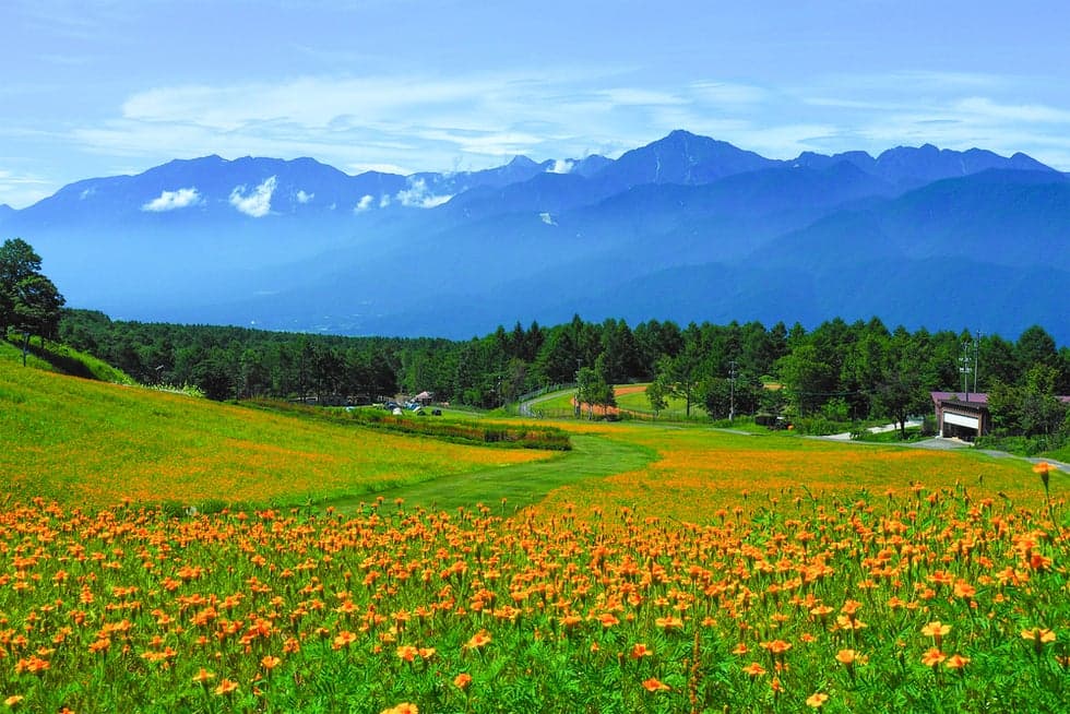 Marigold in the Romance area and Kaikomagatake in the Southern Alps