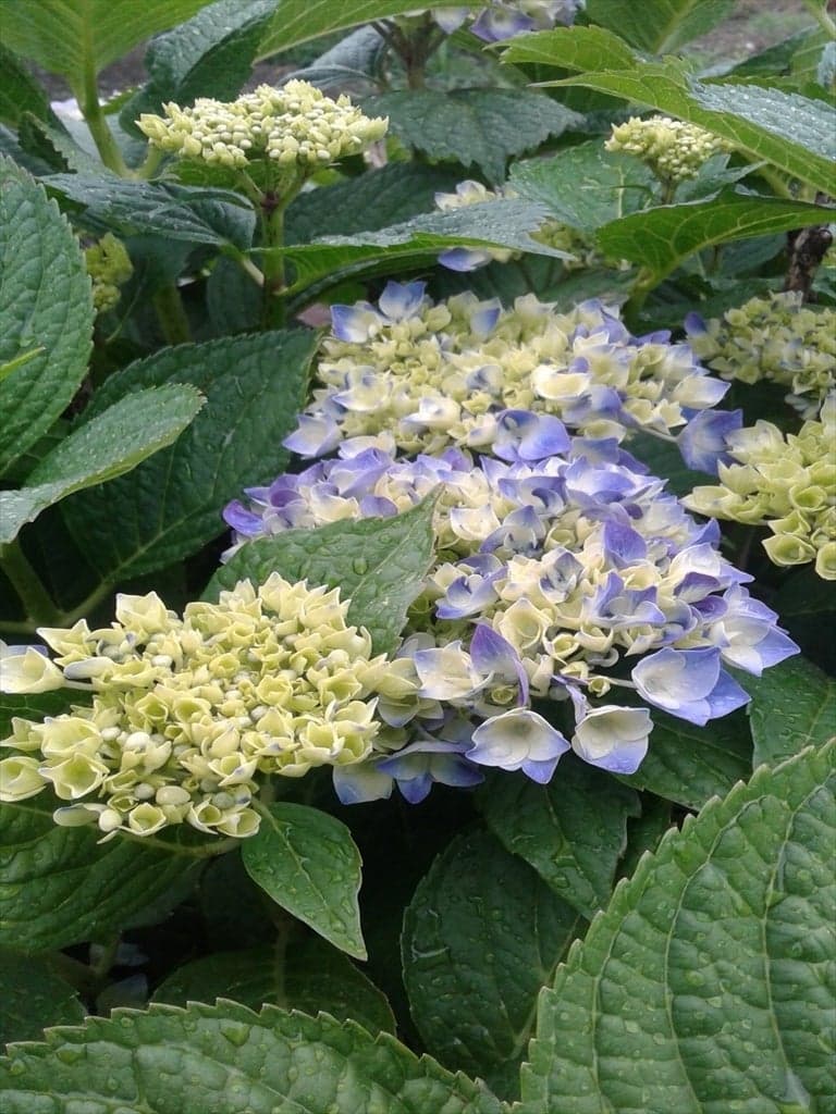 Currently, there are no priests, but it is also used in a yoga class called "Yoganoki". A lot of flowers are in full bloom during the hydrangea season.