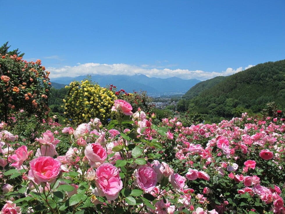Roses in full bloom against the backdrop of the Central Alps