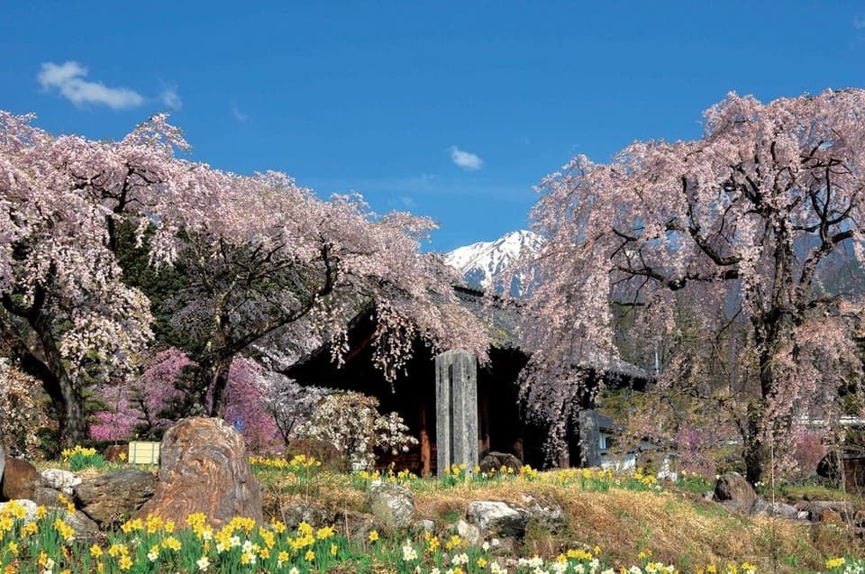 Kozenji Weeping Cherry Blossom