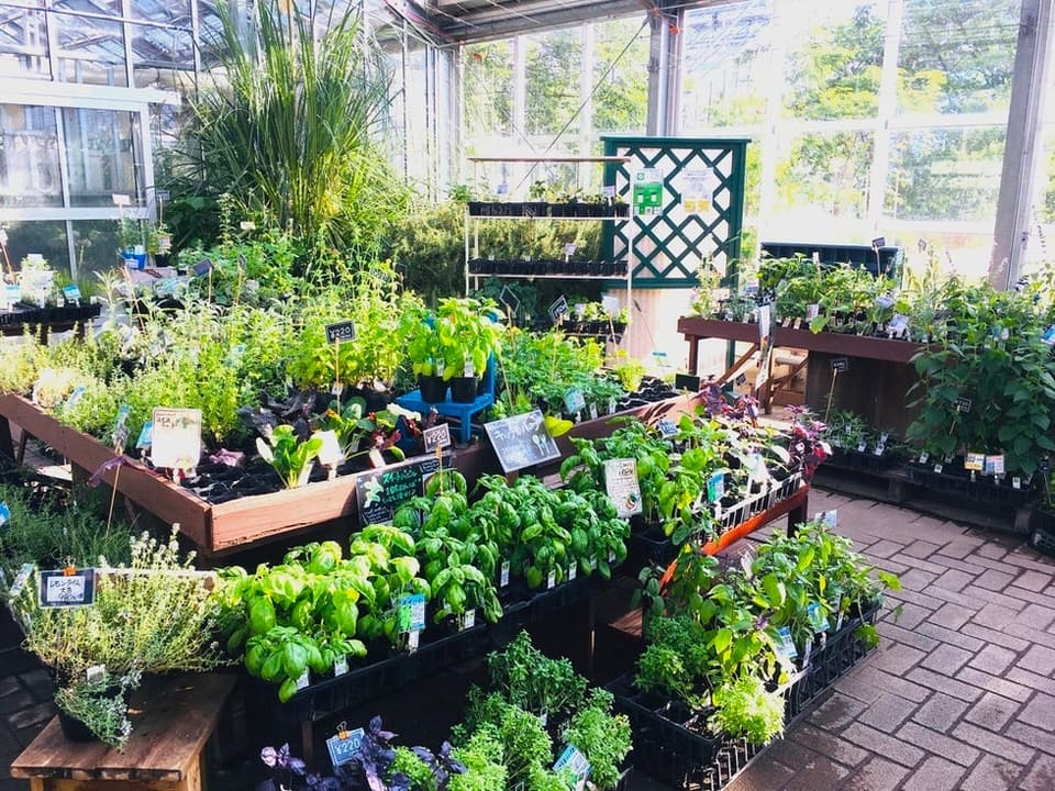 Approximately 300 kinds of herb seedlings are lined up in stores throughout the year.