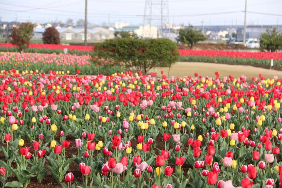 約40,000本のチューリップ