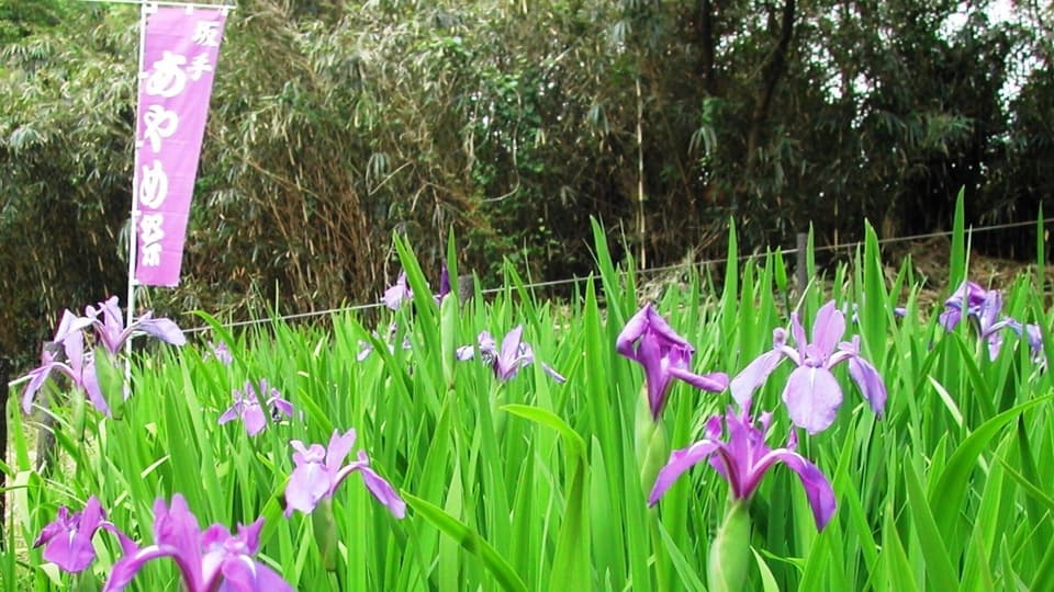 坂手あやめ池