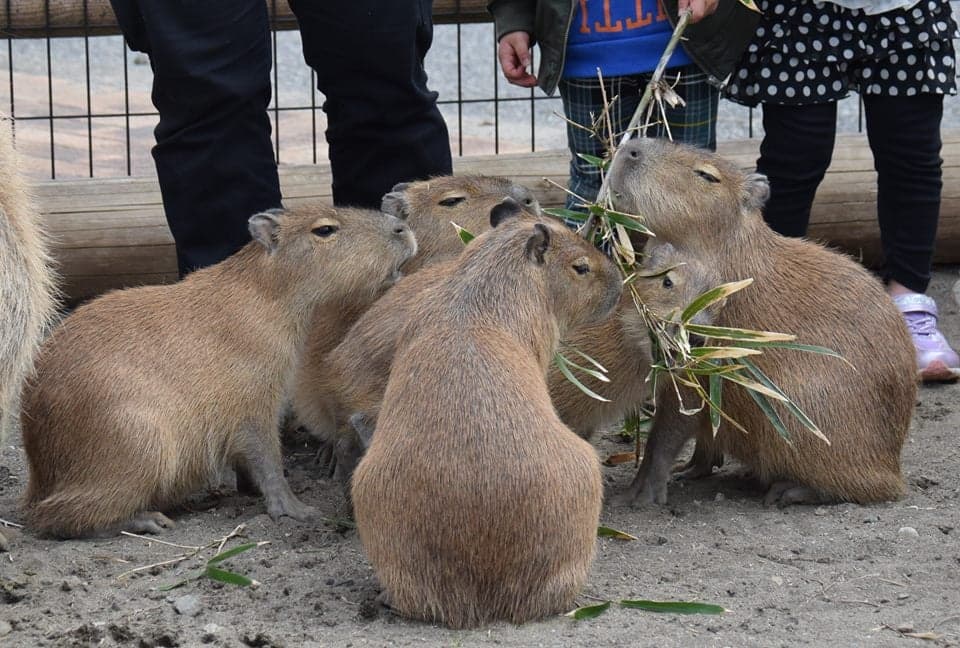 アロハガーデンたてやま