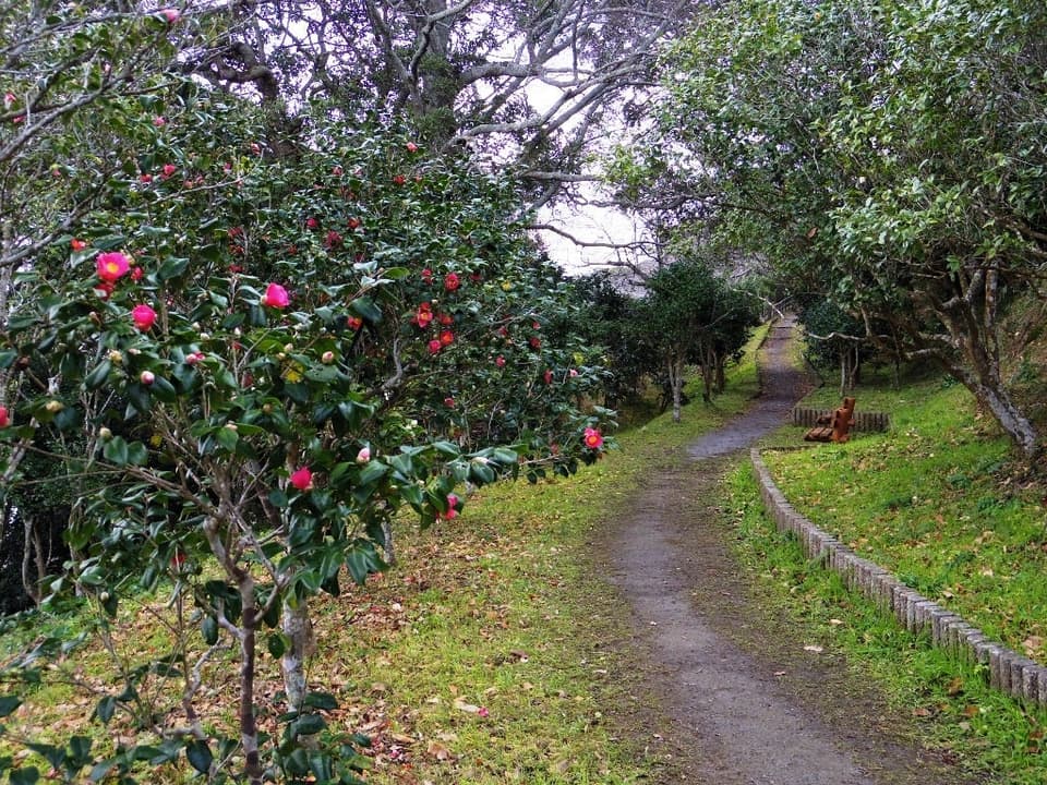 城山公園つばきの径