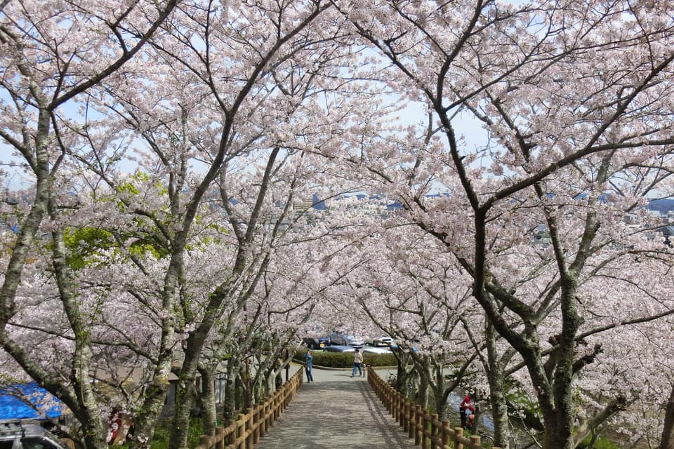 城山公園園路の桜並木
