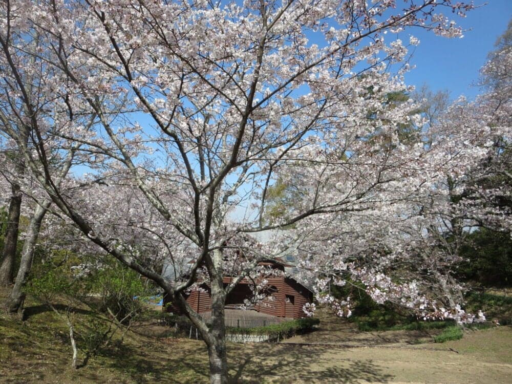 Wakayama Park Cherry Blossoms