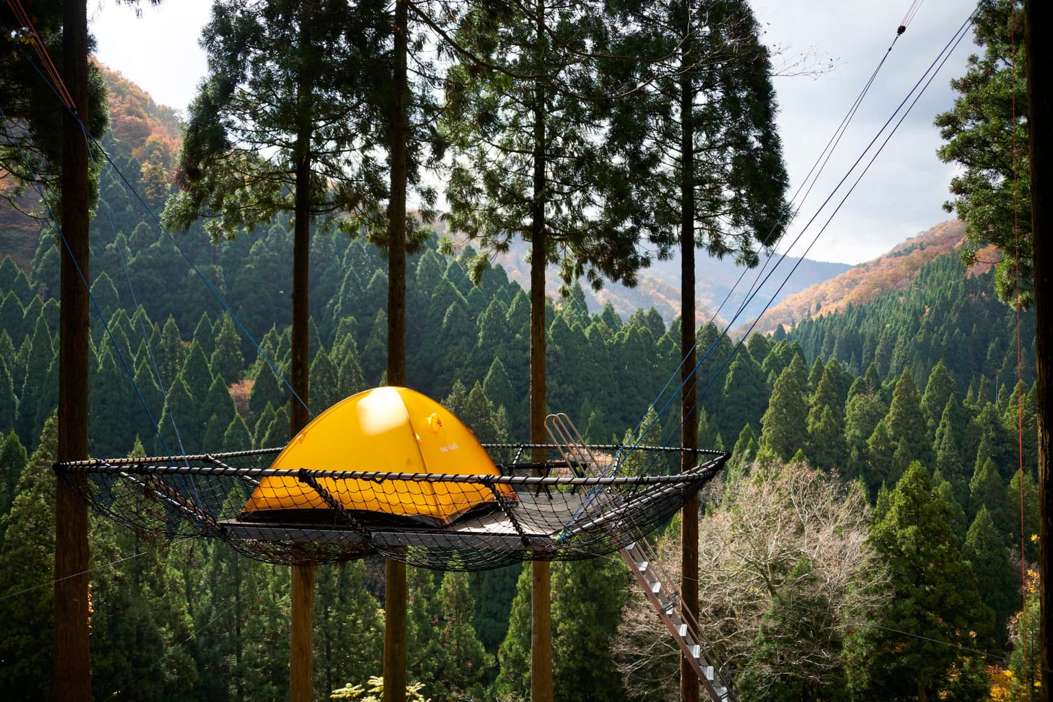 樹上テント