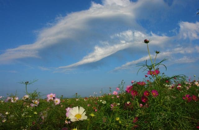 Kinu Green Park Cosmos