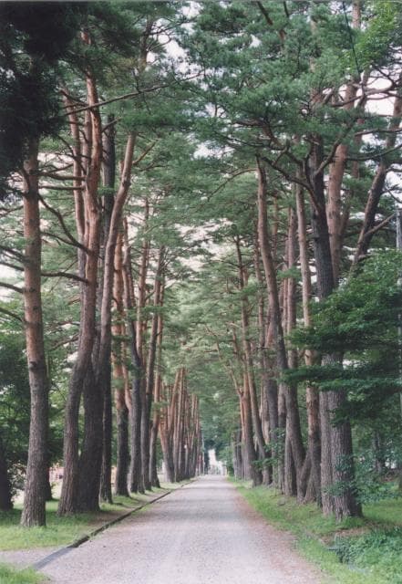 Pine and cedar trees