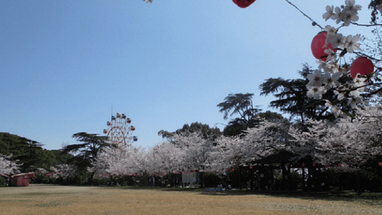 延命公園のさくら