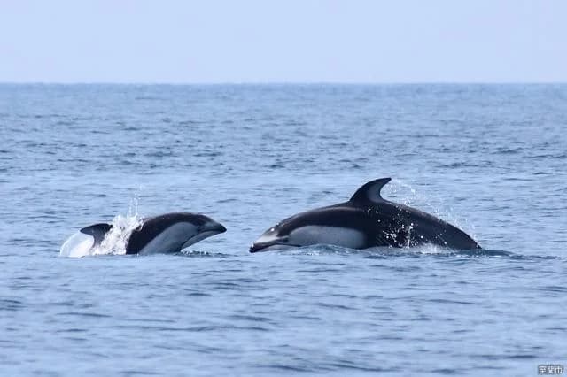 Dolphin watching