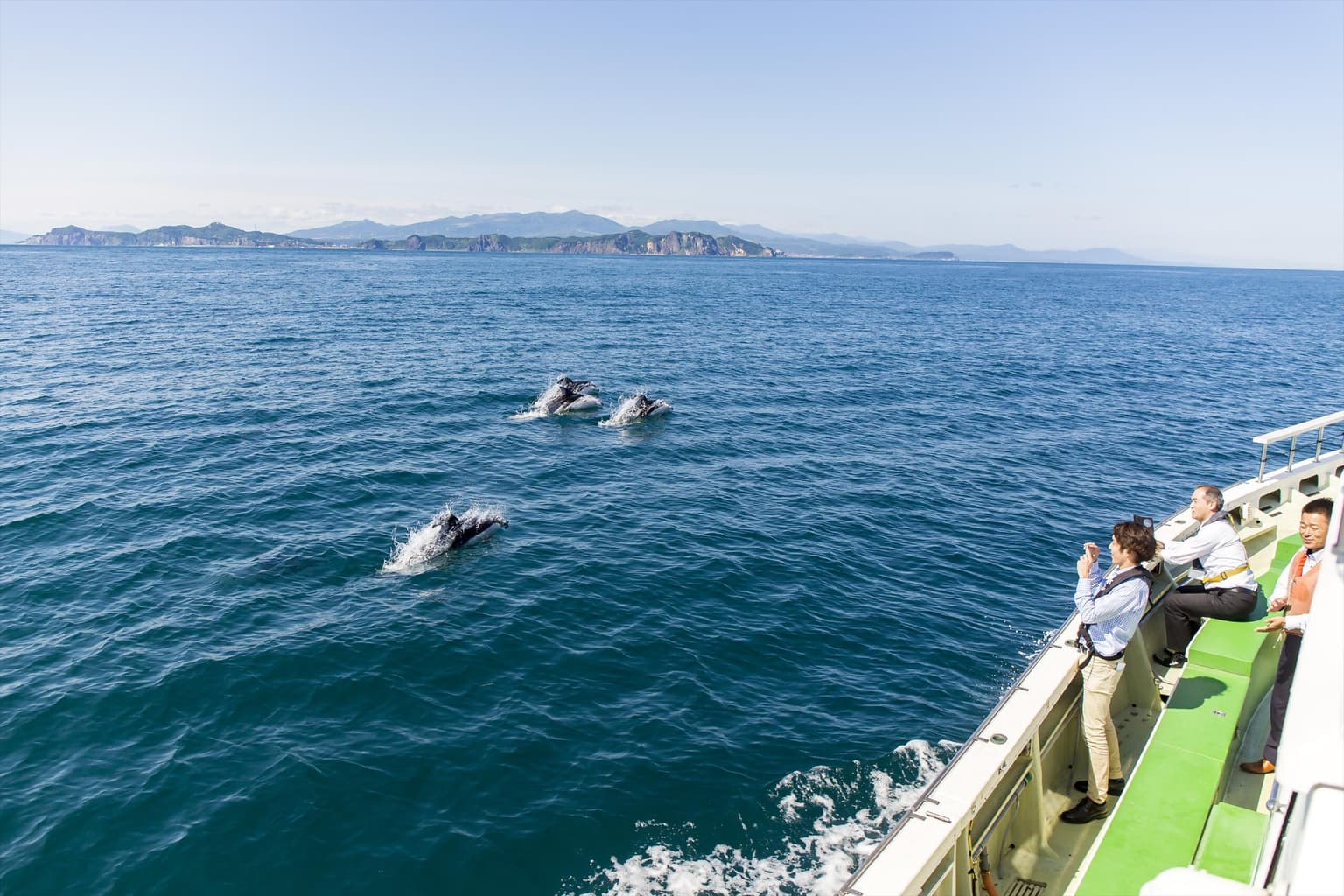 イルカウォッチング