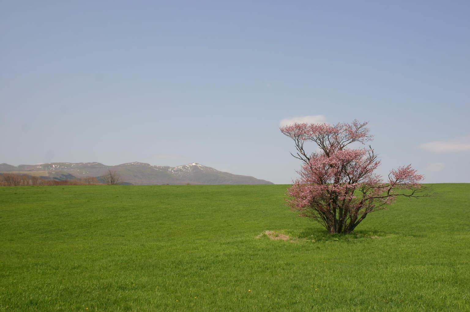 崎守町の一本桜