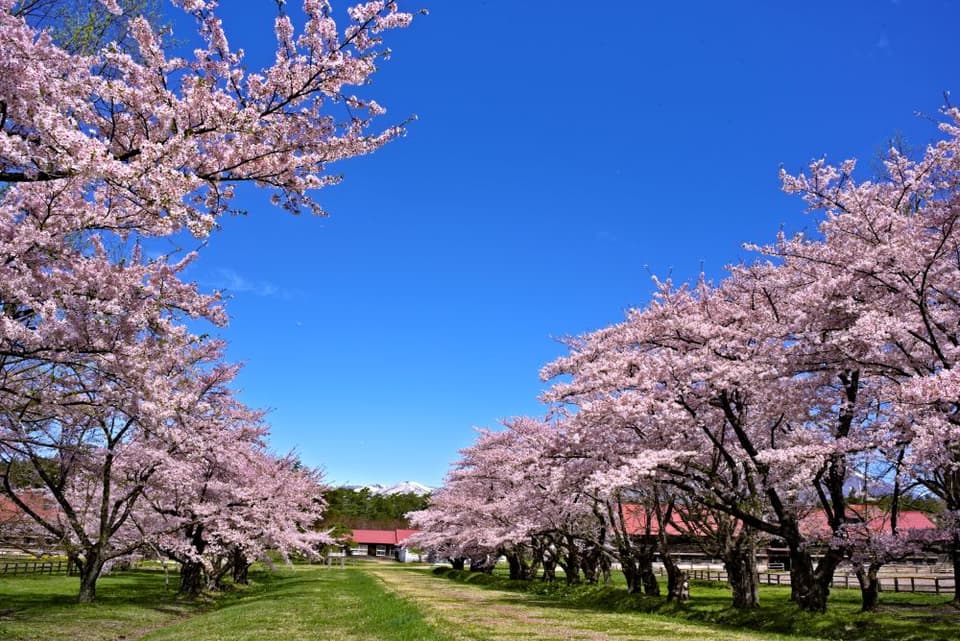 小岩井農場の桜