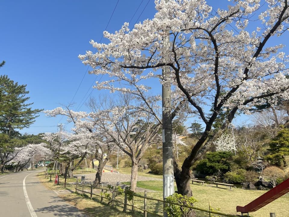 能代公園の桜
