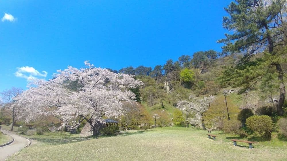 きみまち阪県立自然公園の桜