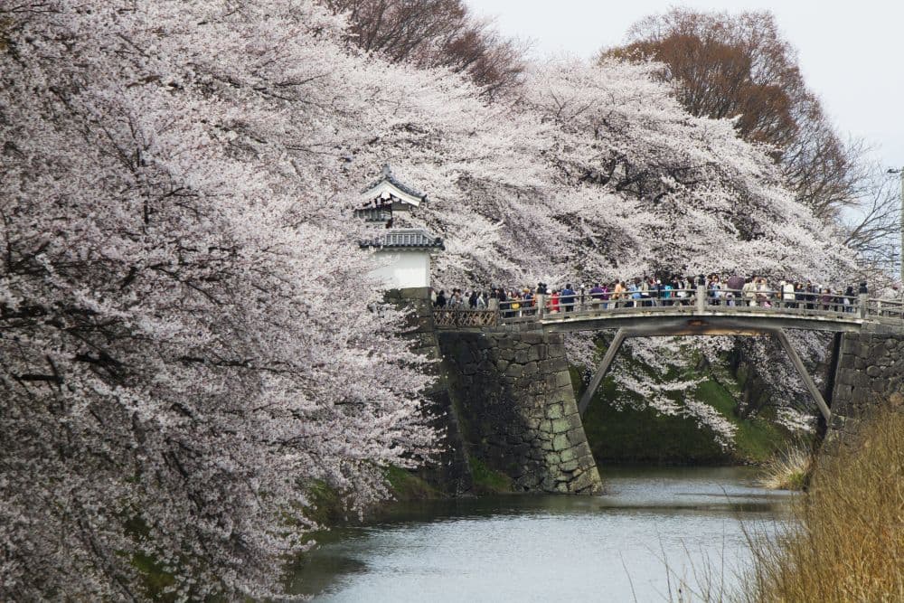 霞城公園の桜