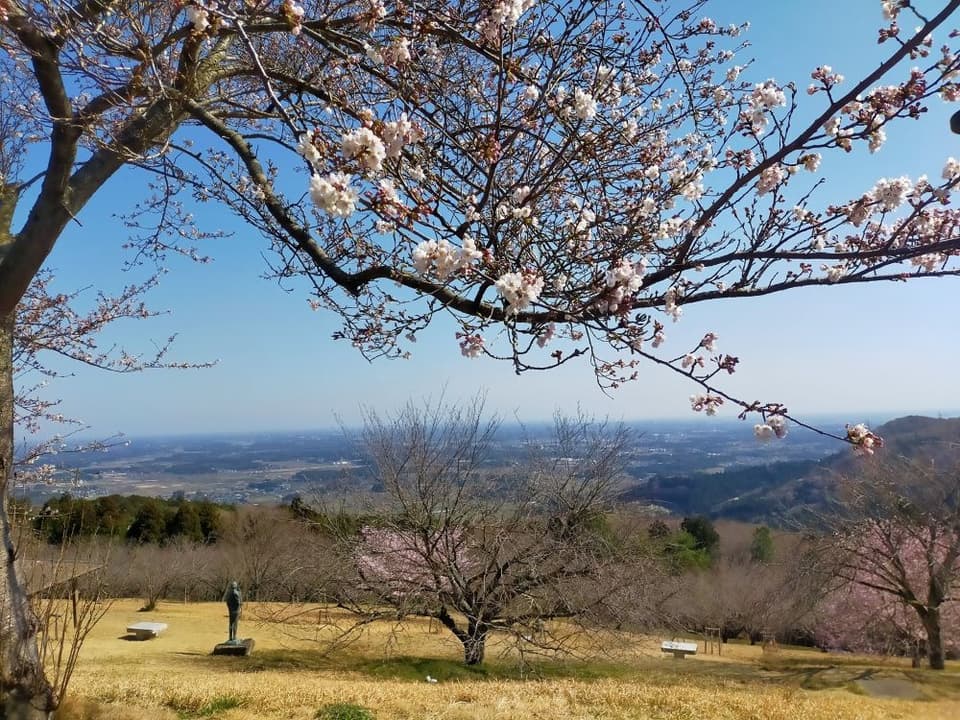 あたご山桜まつり