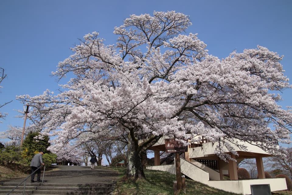 美の山公園の桜