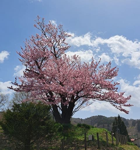 地蔵久保のオオヤマザクラ