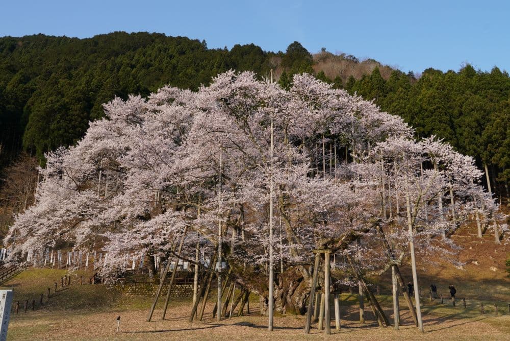 Ne Odani Tansumi Zakura