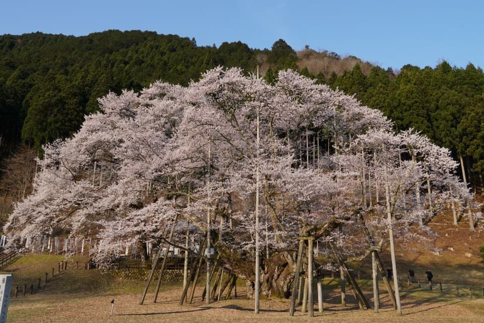 根尾谷淡墨ザクラ