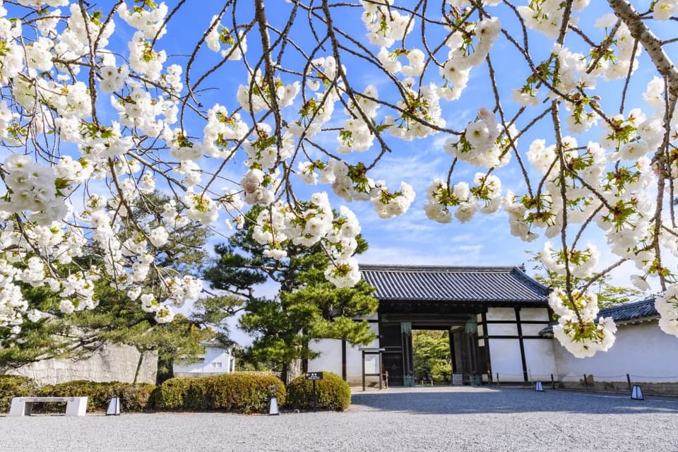 元離宮二条城の桜