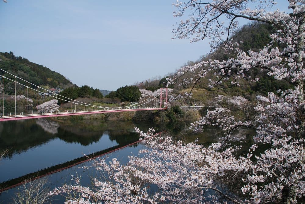 Cherry blossoms on the shores of Lake Tsukigase