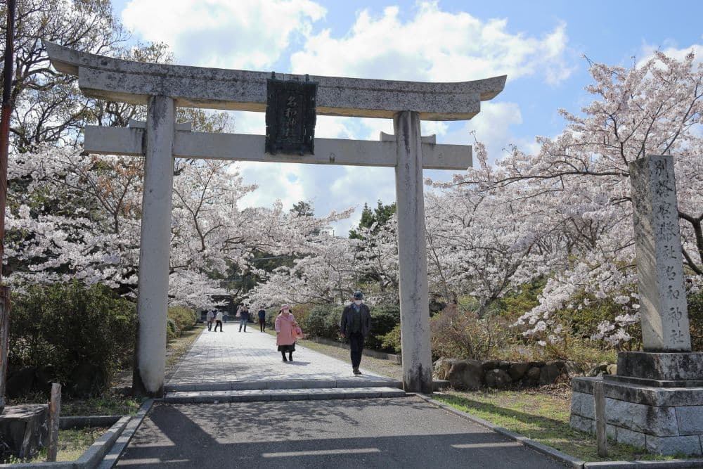 Cherry blossoms at Nawa Park and Nawa Shrine