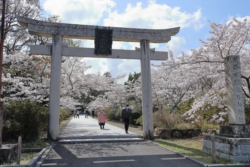 名和公園・名和神社の桜