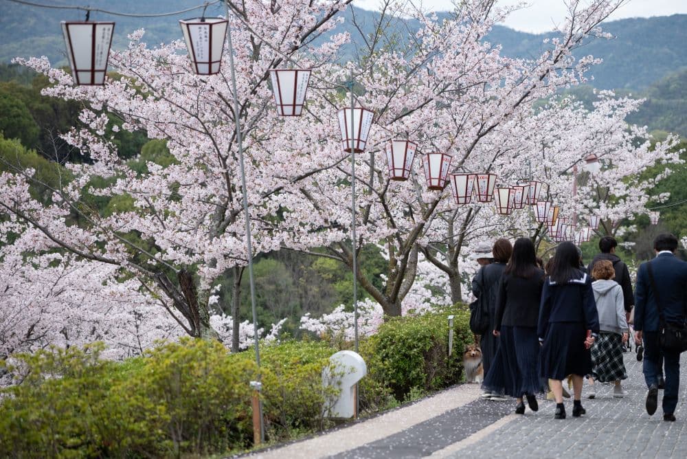 Cherry blossoms at Senkoji Park