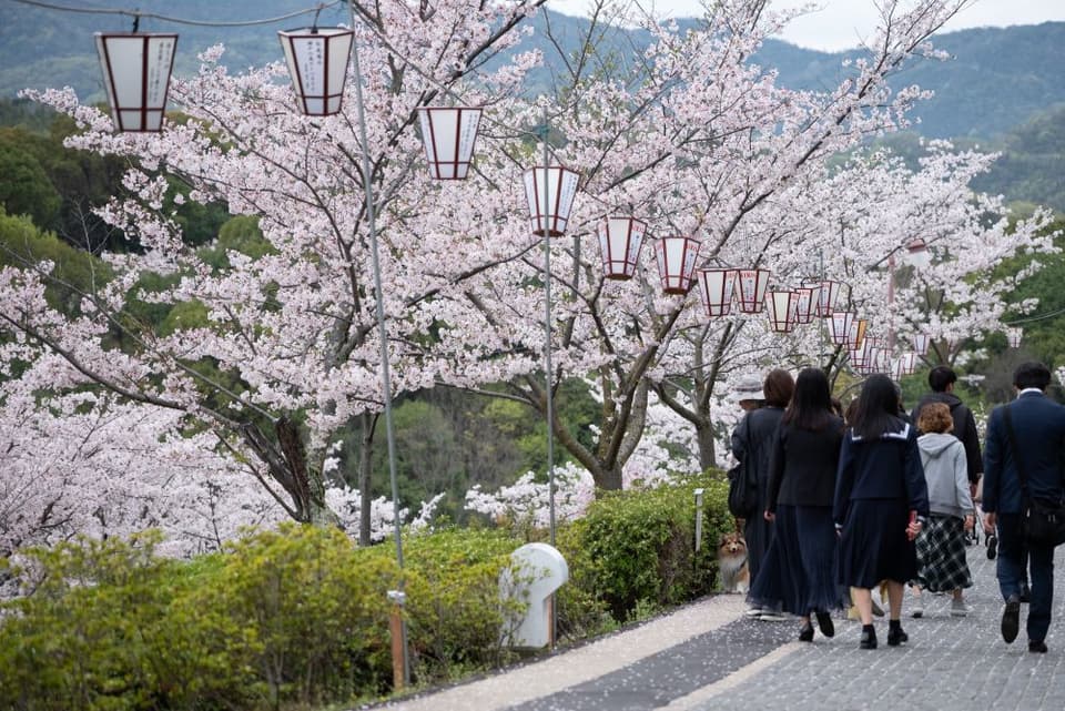 千光寺公園の桜
