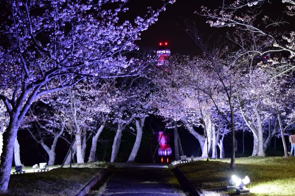 Cherry blossoms in Tokiwa Park