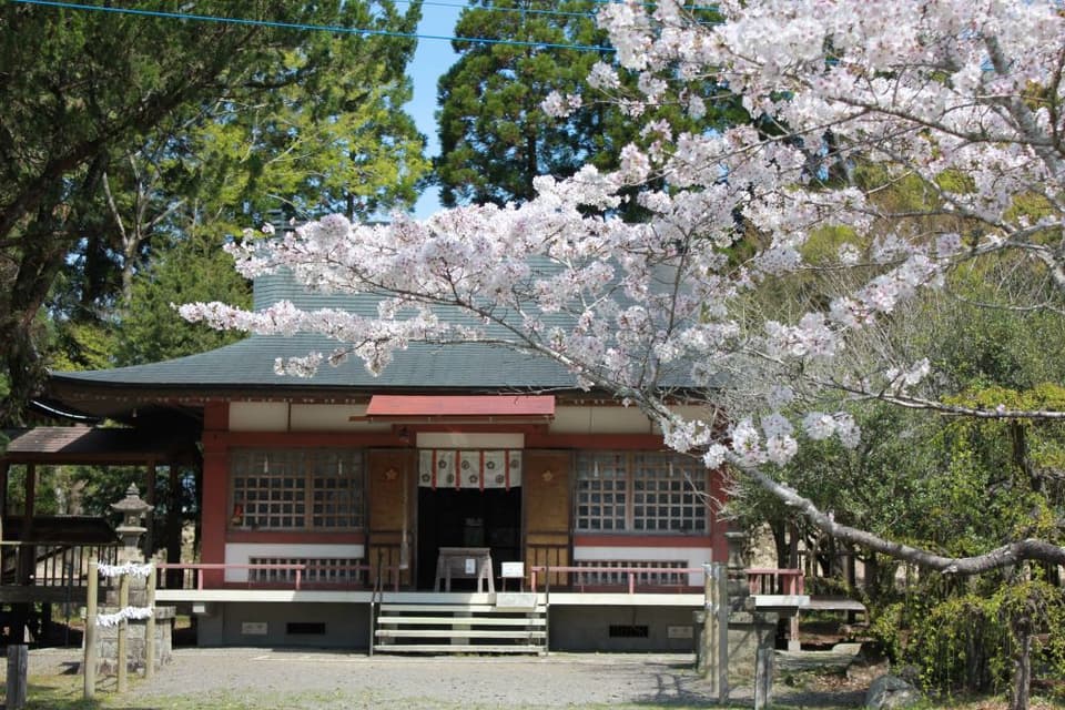 Cherry blossoms at Hitoyoshi Castle Ruins