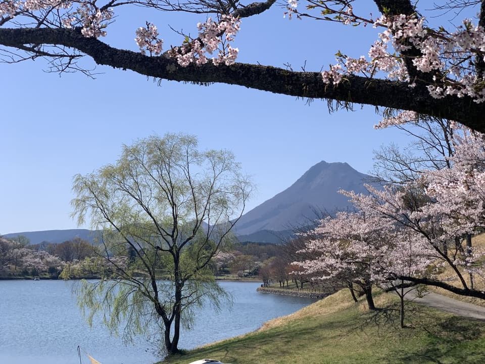Cherry blossoms at Lake Shitaka