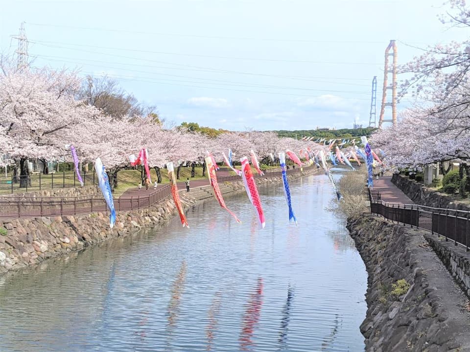 Cherry Blossoms in Peace City Park