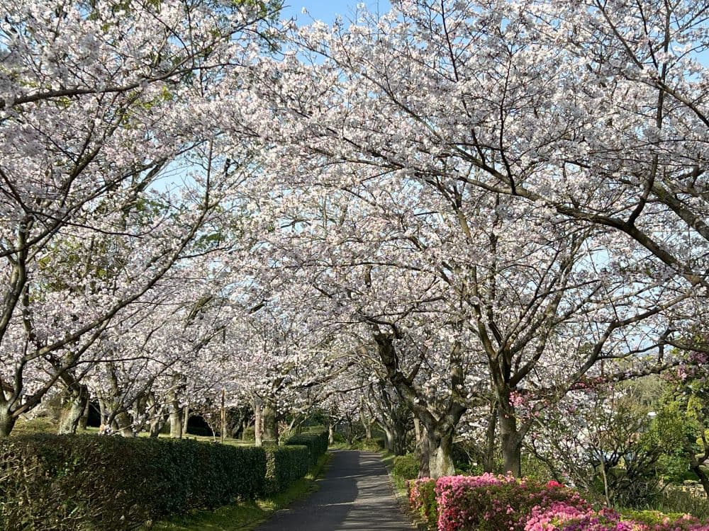 吉野公園の桜