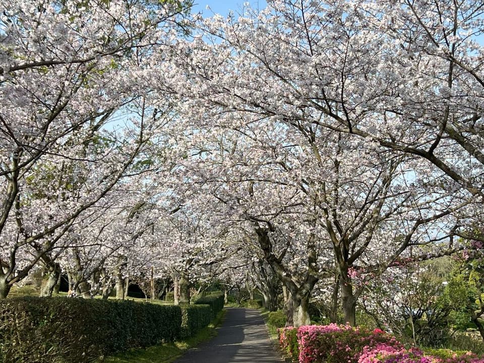 Cherry blossoms in Yoshino Park
