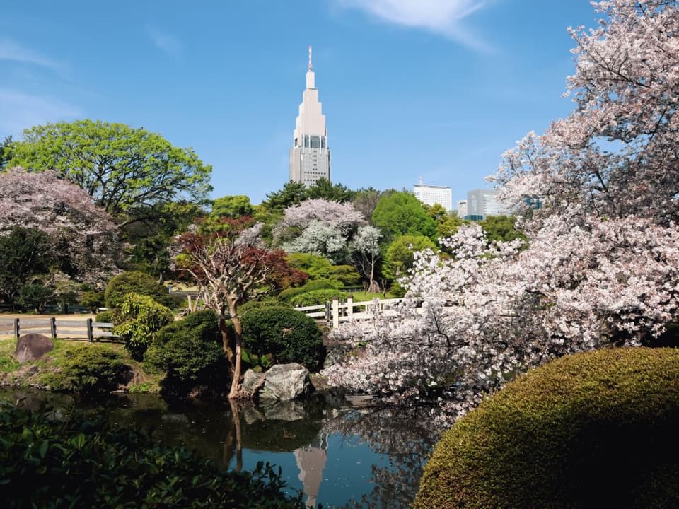 新宿御苑の桜