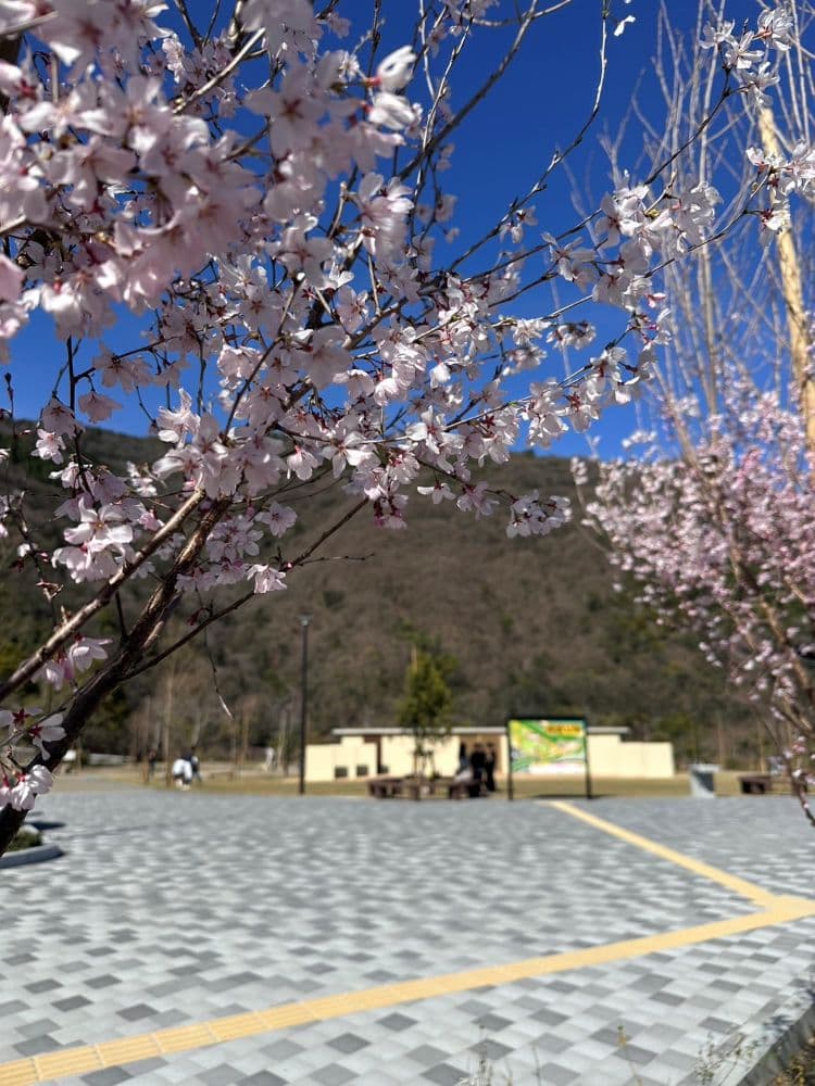 諏訪公園の桜