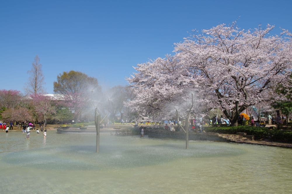 Cherry blossoms in Andersen Park