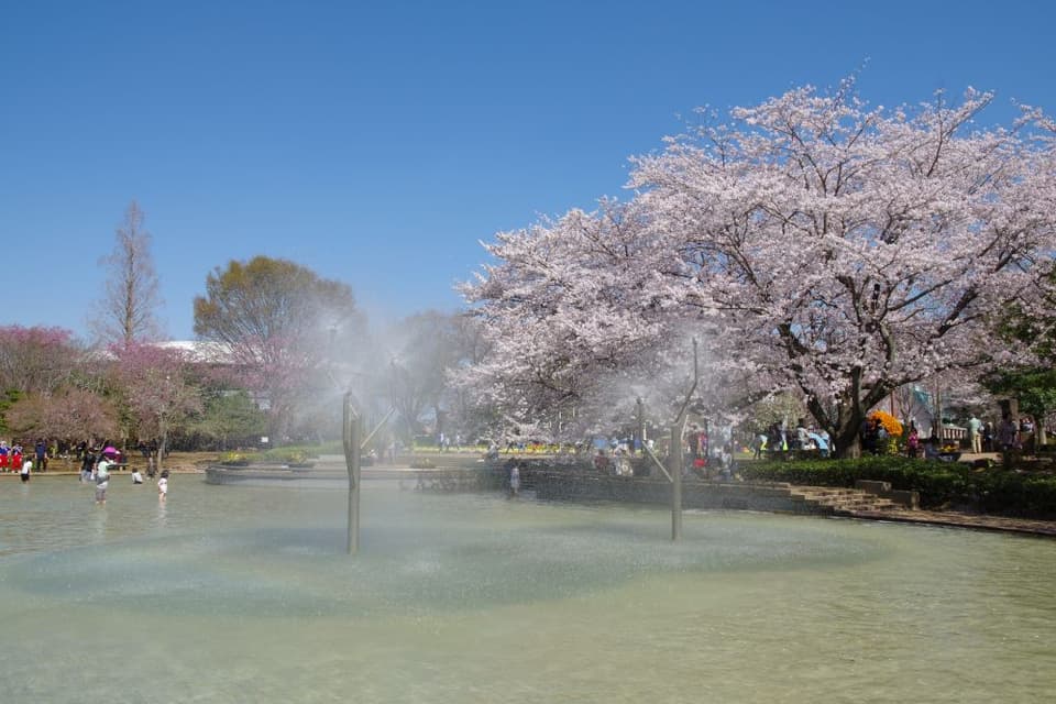 ふなばしアンデルセン公園の桜