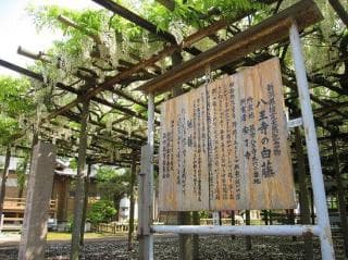 1, Shirafuji