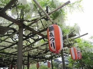 3, Shirafuji