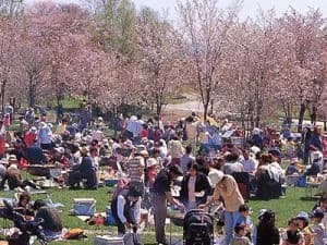 Cherry blossoms at Sakurayama Park