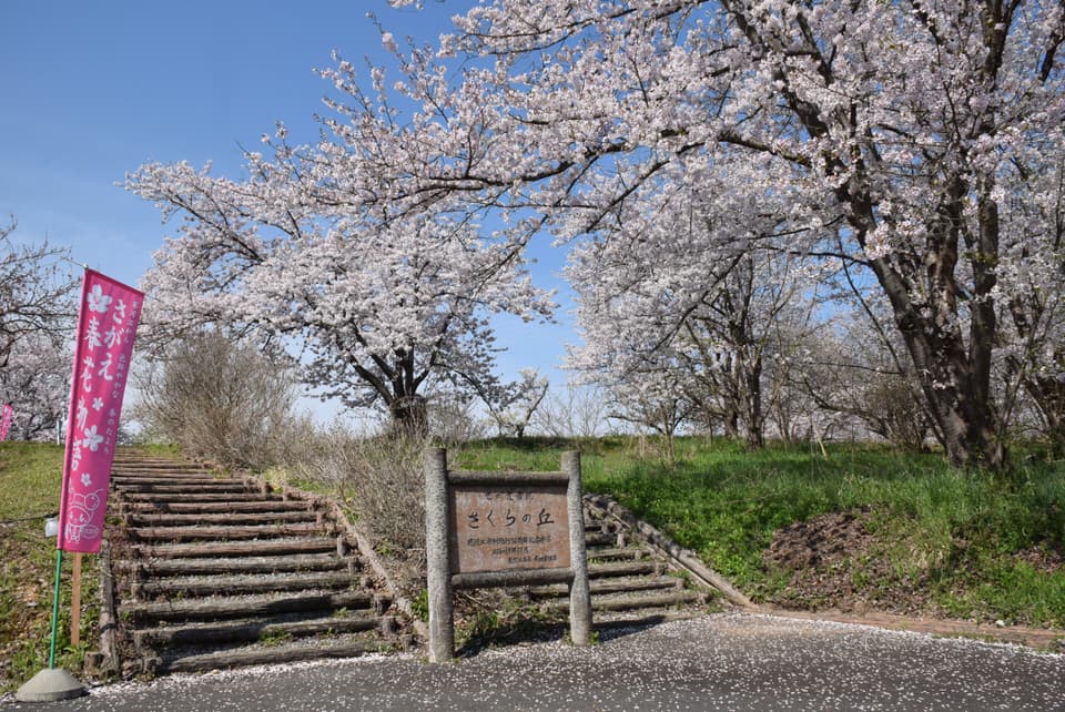 寒河江公園「さくらの丘」の桜